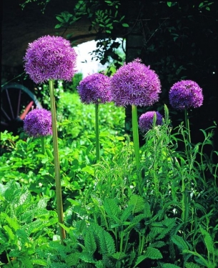 Allium Globemaster