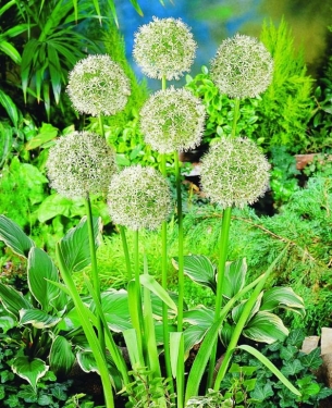 Allium Mount Everest