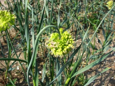 Allium Obliquum