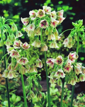 Allium Siculum