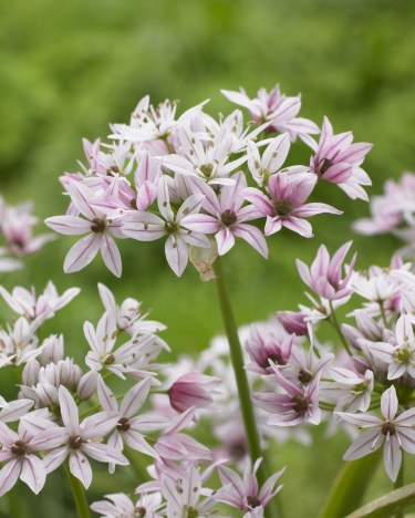 Allium Cameleon