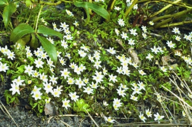 Anemonen Nemerosa Alba per 100stuks