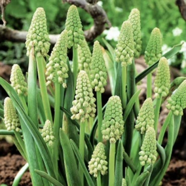Bellevalia Pycnantha 'Green Pearl' (Muscari Parodoxum)