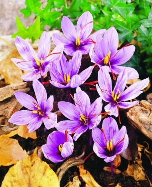 Crocus Pulchellus Zephyr