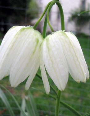 Fritillaria Meleagris Alba