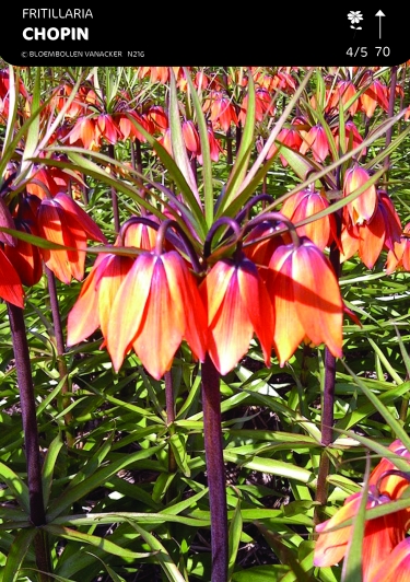 Fritillary Chopin