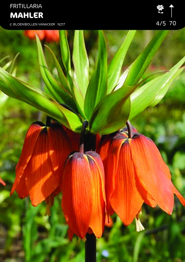 Fritillary Mahler