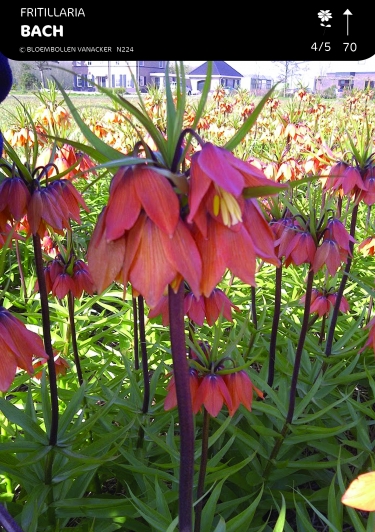 Fritillaria Bach