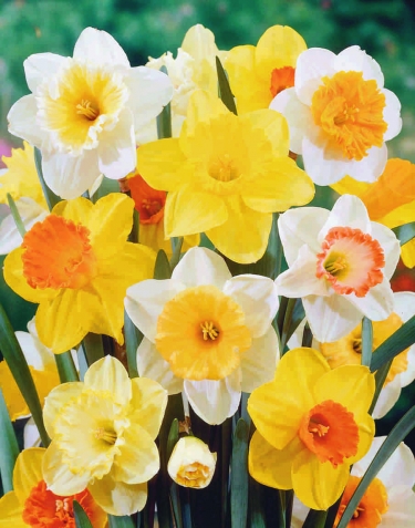 Narcis Gemengd (per veelvouden van 100 stuks) 