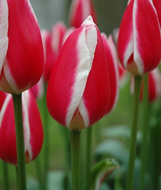 Tulpen Candy Apple Delight