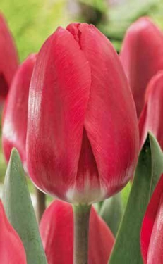 Tulpen Cherry Delight