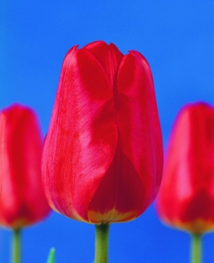 Tulpen Oxford