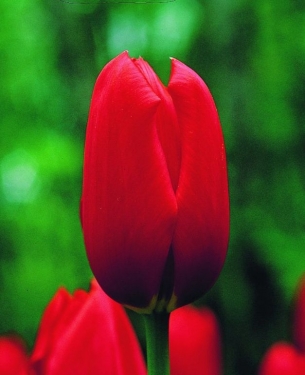 Tulpen Kingsblood