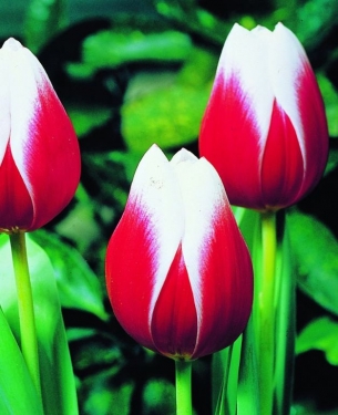 Tulpen Lustig Witwe