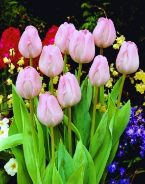 Tulpen Rosalies