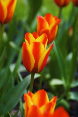 Tulp Cape Cod