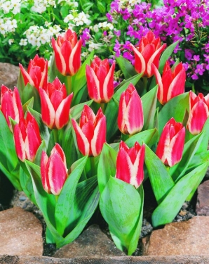 Tulp Pinocchio