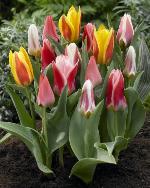 Tulp Greigii Mix (par multiples de 100 pièces)