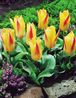 Tulp Chopin