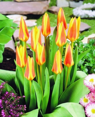 Tulp Verdi