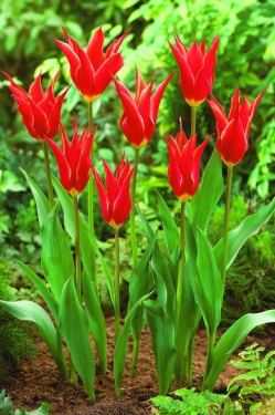 Tulp Alladin