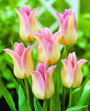 Tulp Elegant Lady