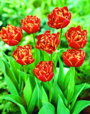 Tulp Allegreto