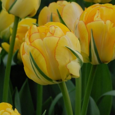 Tulp Brownie