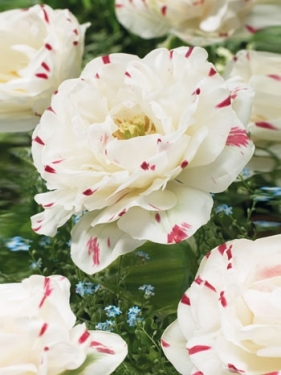 Tulp Dance Line