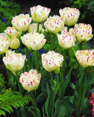 Tulp Dance Line
