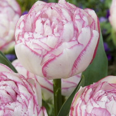 Tulp Double Touch
