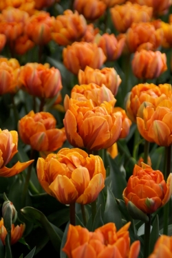 Tulp Oranje Princess