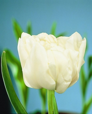 Tulp Schoonoord