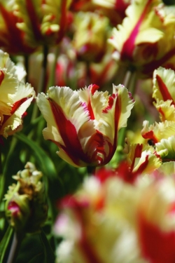 Tulp Flaming Parrot