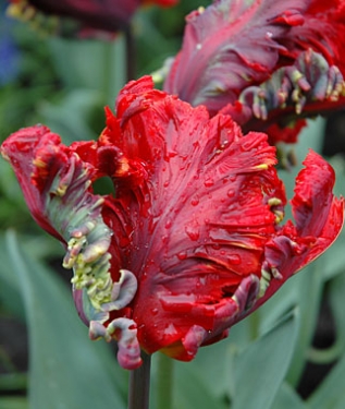 Tulp Rococo