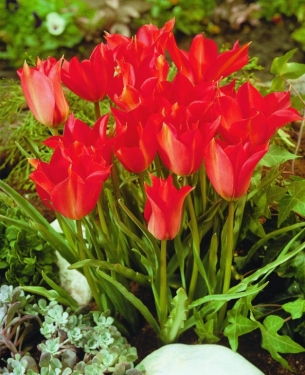 Tulp Linifolia