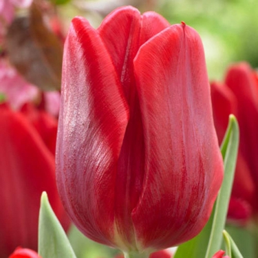 Tulp Ruby Prince