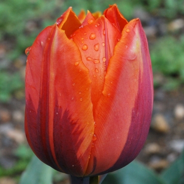 Tulp Hermitage