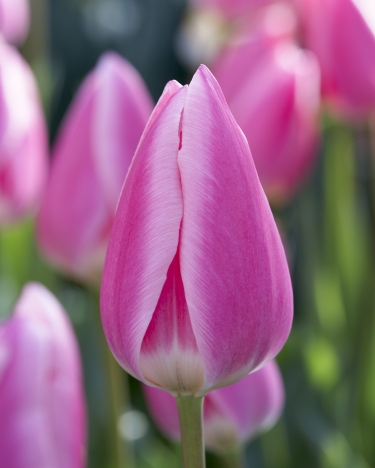 Tulp Pink Surprice