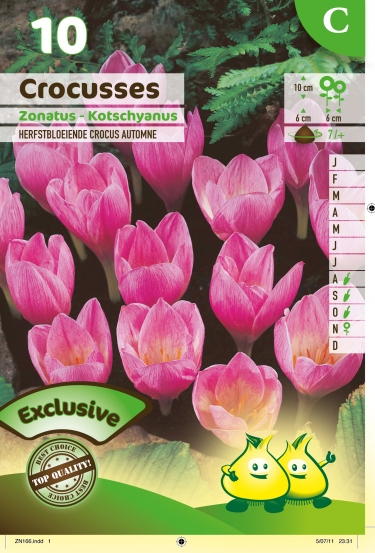 SACHET CROCUS  ZONATUS C