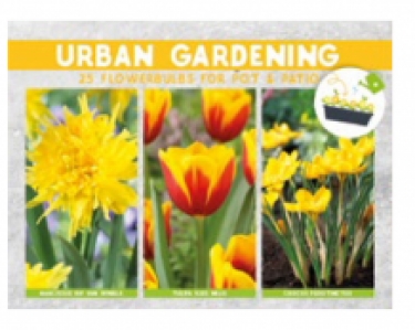 12 DOOSJES URBAN GARDEN YELLOW