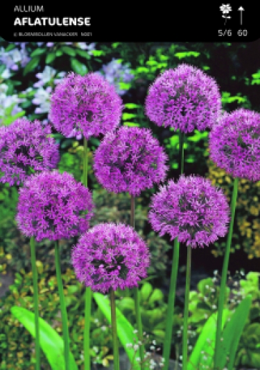 SHOWBOX ALLIUM 5*50