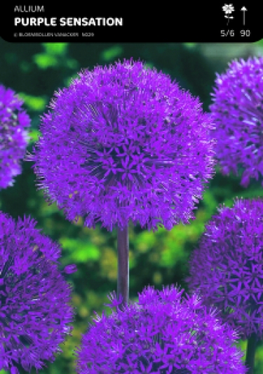 SHOWDOOS ALLIUM 5*50