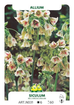 Allium Siculum - Nectaroscordum