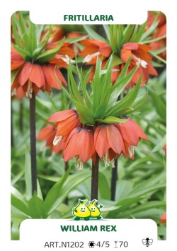 Fritillaria William Rex
