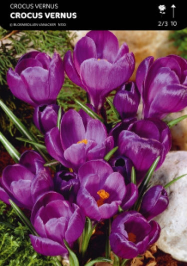 SHOWDOOS CROCUS 5 * 100