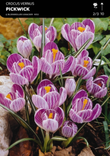 SHOWDOOS CROCUS 5 * 100