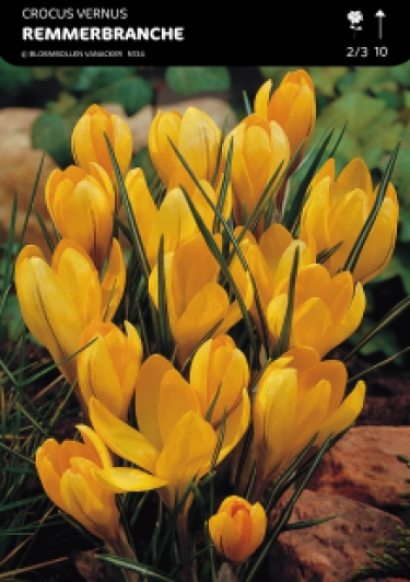 SHOWDOOS CROCUS 5 * 100