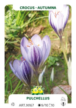 Crocus Cancellatus -SSP Cancellatus