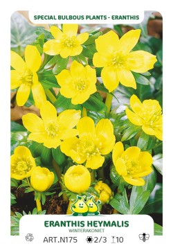 Eranthis Cilica
